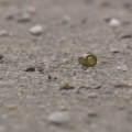 Убијен мушкарац, жена рањена у пуцњави у Приштини: Потрага за убицом, нови детаљи обрачуна