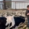 Konsultacije s kravom, politička farsa u Hrvatskoj