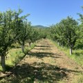 Kasni prolećni mraz uništio rod voća u Toplici, sudbina voćara sve neizvesnija