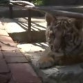 Rodila se tigrica Dragana! Prinova u jagodinskom zoološkom vrtu: Obožava da se igra i mazi, a evo šta sve pojede za jedan…