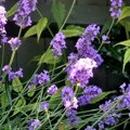 Lavanda protiv komaraca: Da li stvarno deluje i kako da je koristite kod kuće
