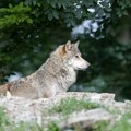 I dalje traje potraga za vukom koji je devojčicu iz Srbije povredio u letovalištu u Grčkoj