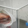 Italijanske vlasti: komarci šire virus Zapadnog Nila zbog toplije klime, u Italiji 650 slučajeva