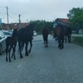 Konji PONOVO izašli sa hipodroma, pa šetali Bagremarom