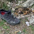 Pronašao je kako spava u staroj patici na deponiji: Goran je spasao štene sigurne smrti, a sada Koko uživa sa novim…