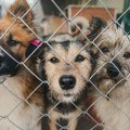 Psi jeli jedni druge u skloništu u Tešnju: Iz azila kažu da je agresivnost izazvana nekom supstancom
