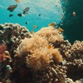 Dokumentarac „Ispod površine: Borba za korale“ na Dan planete Zemlje na Discovery kanalu