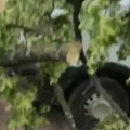 (Uznemirujući video) Drvo palo tokom nevremena i ubilo ženu