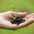 Traže da biljke sa rasističkim nazivima promene ime, isti slučaj i sa insektima Musolini i Hitler