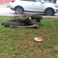 Uređenje zelenila: U centru grada kosi se trava i orezuje drveće