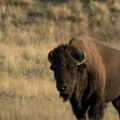 Bizon od 1000 kilograma se zaleteo na čoveka Okršaj je bio užasan, jedva je spasao živu glavu