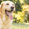 Plakanje od smeha Ovaj labrador pravi haos svaki dan - pogledajte šta radi