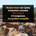 Na Suvoj planini životinje ponovo bez vode