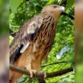 Orao Feliks vojnim avionom stigao u zoo vrt na Paliću nakon spasavanja od krijumčara na Bliskom istoku