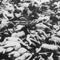 Moskva povodom godišnjice zločina u Babjem Jaru: Tražićemo međunarodno priznanje genocida