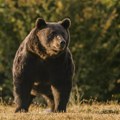 Divan snimak za početak dana! Medved ugledao tobogan, a onda je krenula prava zabava! (video)