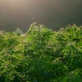 Otkrivena najveća plantaža marihuane u Crnoj Gori: Uhapšene dve osobe