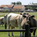 U Teksasu još dva slučaja zaraženih životinja šraf-crvom