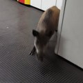 Divlja svinja zalutala na metro stanicu u Budimpešti