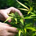 Alarmantni podaci iz SAD: Nakon legalizacije kanabisa raste broj hospitalizacija zbog srčanih problema