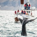 Island privremeno obustavlja lov na kitove u ime dobrobiti životinja