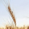 Ukrajina za sedam meseci isporučila osam miliona tona žitarica preko Konstance
