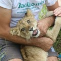 Krivična prijava protiv osobe za koju se sumnja da je nelegalno držala, a potom pustila mladunče lava