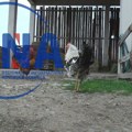 Pokolj u Priboju napravili psi lutalice: Upali na imanje domaćice Sovije i zaklali živinu