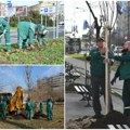Plan obnove zelenila uspešno zaživeo u Novom Sadu zimus i proletos posađeno više od 2.600 stabala novog drveća