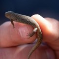Noćni gušteri preživeli udar asteroida koji je uništio dinosaure – i to tik uz mesto udara