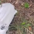 Da li je moguće da ovakvi ljudi postoje? Surove slike iz Srbije: Štenci zamotani u džak, bore se za vazduh