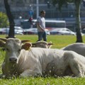Bik usmrtio posetioca koride kod Donjeg Vakufa