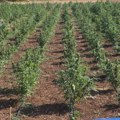 Otkrivena najveća plantaža marihuane u Crnoj Gori u akciji "Trnovo" (VIDEO)