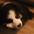 Paw Yoga u Beogradu: Sve što treba da znate o najslađem načinu da vežbate