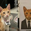 FOTO: Mačak udomljen, pa postao "direktor" u meksičkoj kompaniji