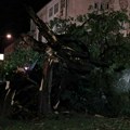 FOTO, VIDEO: Uništen čuveni koprivić, spomenik prirode u centru Novog Sada