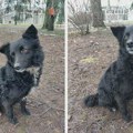 Ljubitelji životinja i prirode “Zelene šape” traže dom za milu Donu! NE KUPUJ – UDOMI ZA LJUBAV! Zrenjanin - Udomi milu Donu…