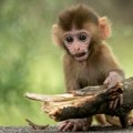 Zbog ovog globalnog problema životinje padaju kao pokošene! Majmuni nisu jedini slučaj!