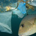 Svet na prekretnici: Hoće li se u Busanu doneti istorijski sporazum protiv zagađenja plastikom?