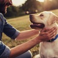 Terapijski psi pomažu deci u razvoju, najčešći su labradori a ima i mešanaca