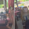 Hit u Sutomoru, majmun upao u restoran: Počeo da jede hranu sa stola, pa se ustremio na goste! Bežali u panici