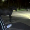 Snimci iz Večnog grada: Usred noći 30 konja pobeglo i krenulo u stampedo rimskim ulicama