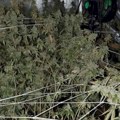 U stanu u Mirijevskom bulevaru otkrivena laboratorija marihuane: Policija pronašla oko 100 stabljika