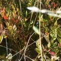 Uhapšeno dvoje iz Crne Trave jer su brali i prodavali zaštićenu vrstu borovnice