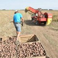 Srbi jedu po 50 kila krompira godišnje Vađenje u punom jeku, povrtari trljaju ruke zbog dobre cene krtole