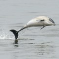 Delfin stigao do Temze, organizacija za brigu o životinjama apelovala na građane i turiste da ga ne diraju