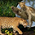 Da li zaista znate ko je ko? Leopard i jaguar izgledaju slično, ali jedna stvar ih odmah razotkriva - evo koja