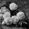 In memoriam: Novinar Dragan Miljković iz Niša