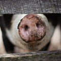 U Kačarevu, farma za 10.000 svinja bez potrebne dozvole i na samo 150 metara od kuća: Meštani protestuju, a nadležni ćute