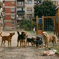 Psi lutalice u čoporima izazivaju strah Kragujevčana: Kako funkcioniše sistem "uhvati-steriliši-pusti" i šta kad dođe do…